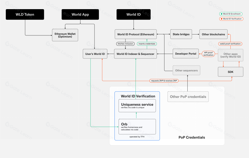 WLD Surges 40% in a Single Day, Stirring Waves in the Digital Identity Sector
