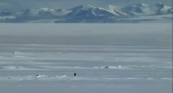 Nietzsche Penguin Surges 6000x in a Week, Is Solana Meme Coin Reclaiming Its Glory?